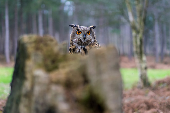 Eurasian Eagle Owl Popping Up  Bob Riach