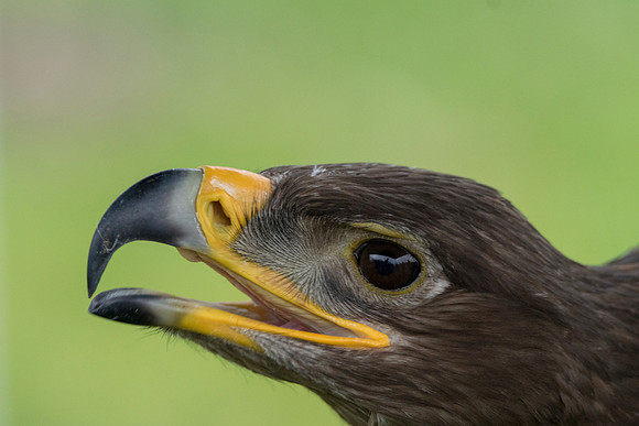 Golden Eagle © Bob Riach