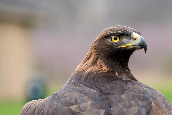 Golden Eagle Back © Bob Riach