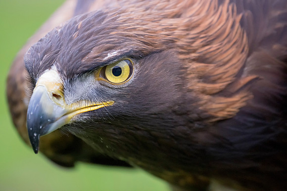 Golden Eye (Golden Eagle) © Bob Riach