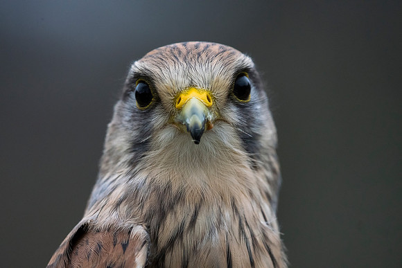 Kestrel © Bob Riach