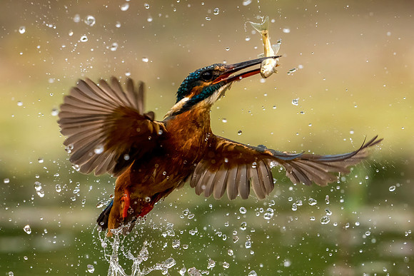 _DSC6999 Kingfisher B © Jo Bird copy