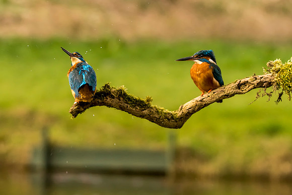 4 Kingfishers © Bob Riach