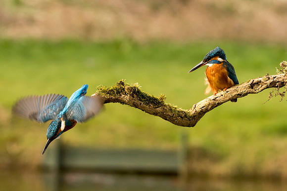 1 Kingfisher © Bob Riach