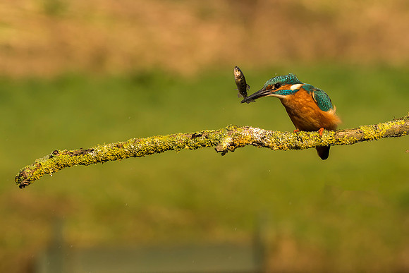 2 Kingfisher Lunch © Bob Riach