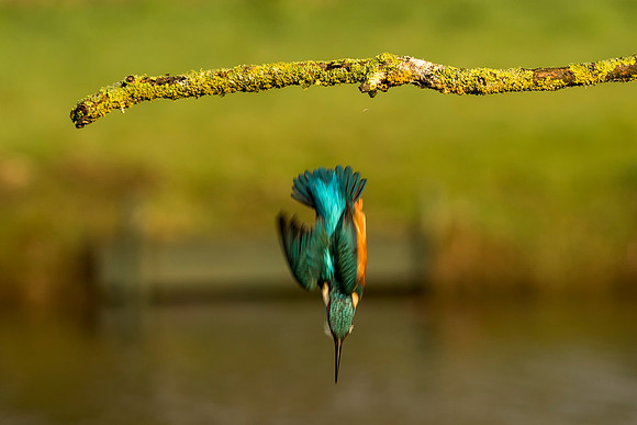 3 Kingfisher Dive © Bob Riach