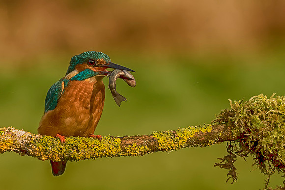 5 Kingfisher Feeding on a Fish © Bob Riach
