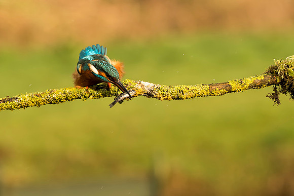 6 Kingfisher Feeding on a Fish © Bob Riach