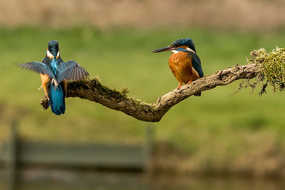 7 Kingfishers © Bob Riach