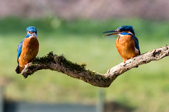 8 Kingfishers © Bob Riach