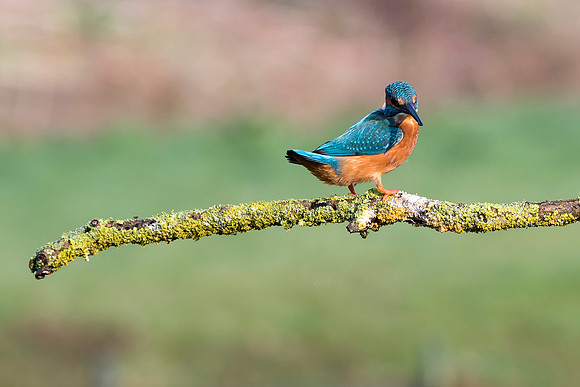 9 Kingfishers © Bob Riach