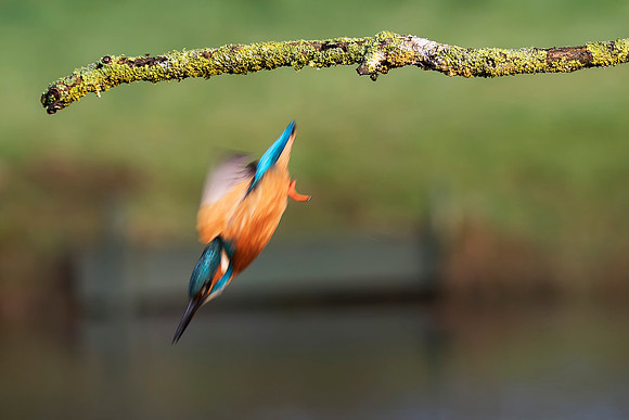 10  Kingfisher Dive © Bob Riach
