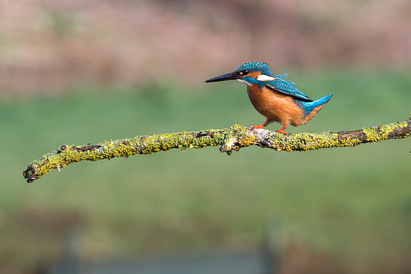 11  Kingfisher Dive © Bob Riach