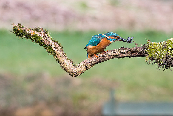 13  Kingfisher Fishing  © Bob Riach