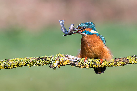 12  Kingfisher Fishing  © Bob Riach