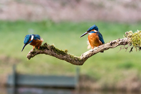 14  Kingfisher Fishing  © Bob Riach