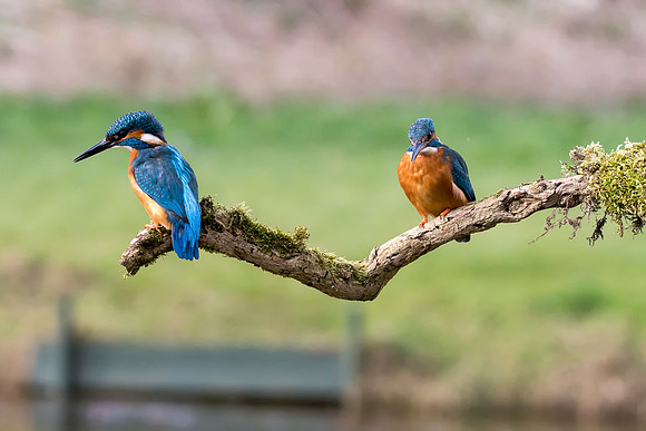 15  Kingfisher Fishing  © Bob Riach