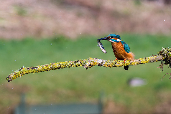 16  Kingfisher Meal Time   © Bob Riach