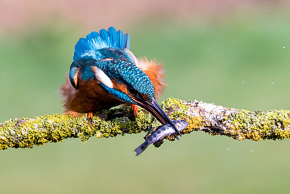 17  Kingfisher on branch Meal Time   © Bob Riach