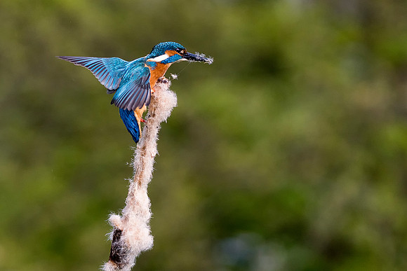 Kingfisher On Bullrush © Bob Riach  © Bob Riach