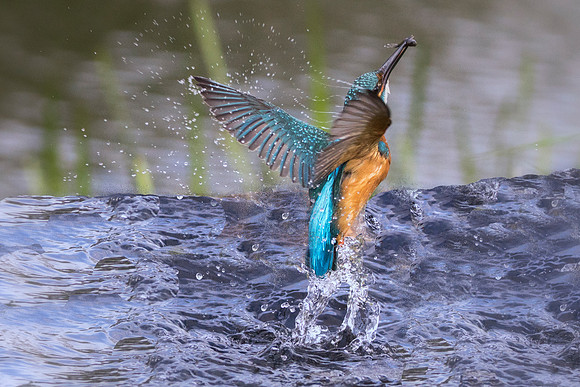 Kingfisher Out Off Water © Bob Riach  © Bob Riach