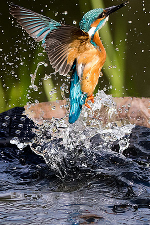 Kingfisher Out Off Water 2 © Bob Riach