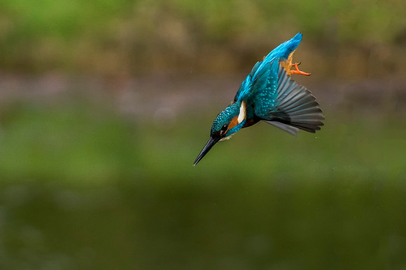 Flying Kingfisher © Jo bird