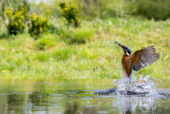 Kingfisher leaving the water 2 © Jo Bird