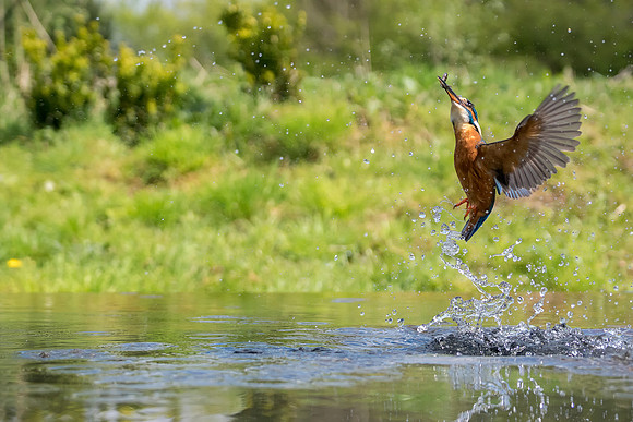 Kingfisher leaving water © Jo Bird