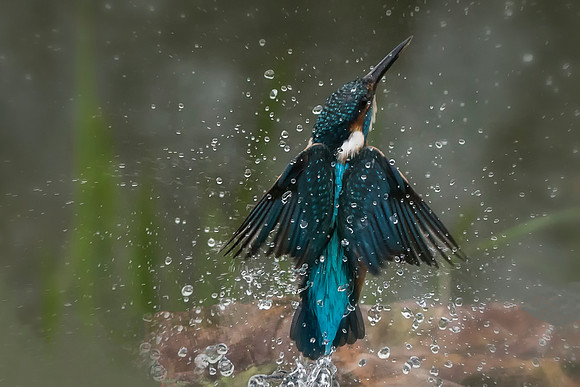 Water drop Kingfisher 2 © Jo Bird