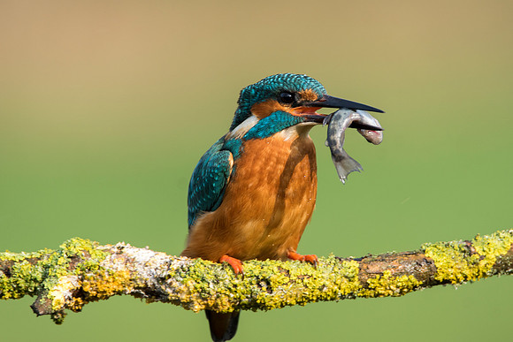 1 kingfisher © Jo Bird