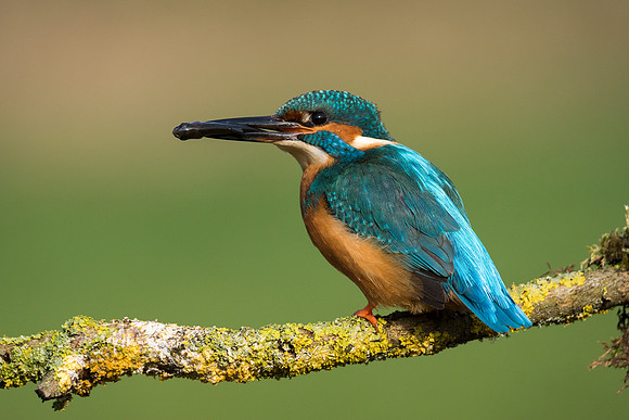2 kingfisher © Jo Bird