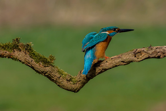 4 kingfisher © Jo Bird