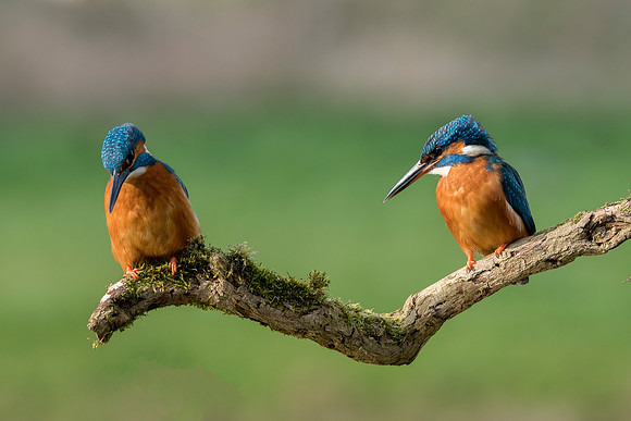 5 kingfisher © Jo Bird