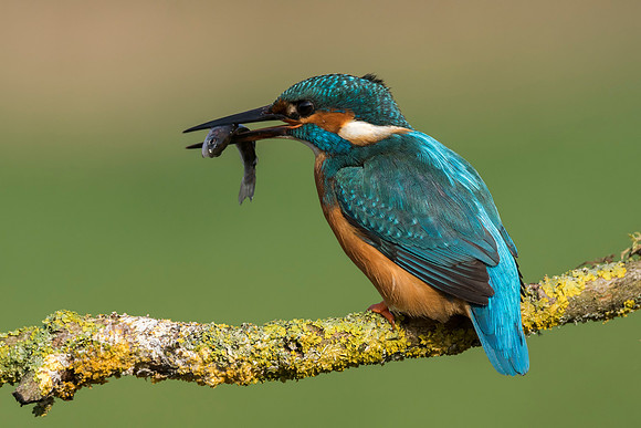 6 kingfisher © Jo Bird