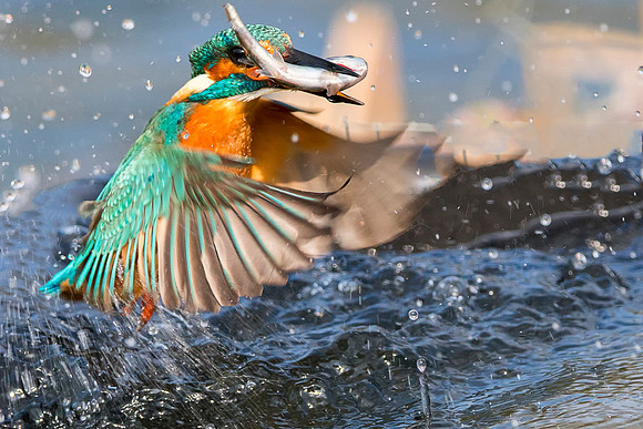 7 kingfisher © Jo Bird