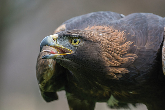 Eddy Eagle 2 © Jo Bird