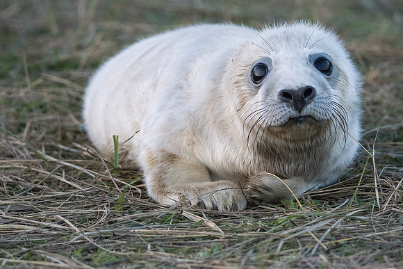 seal2