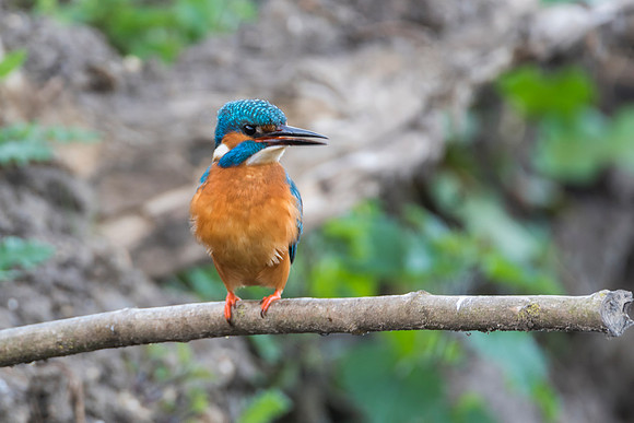 Singing Kingfisher © Jo Bird