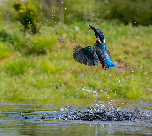 Uprising Kingfisher © Jo Bird
