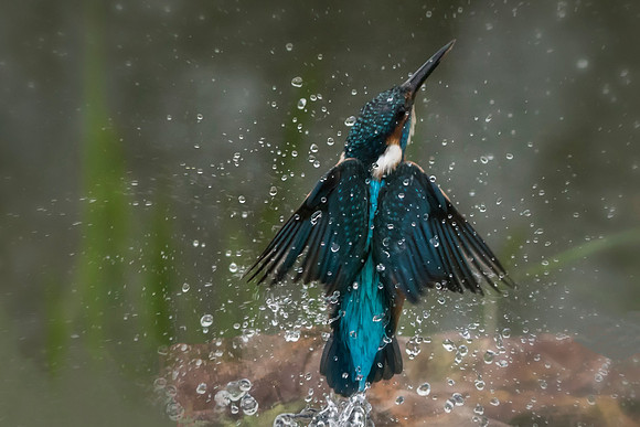 Water drop Kingfisher © Jo Bird