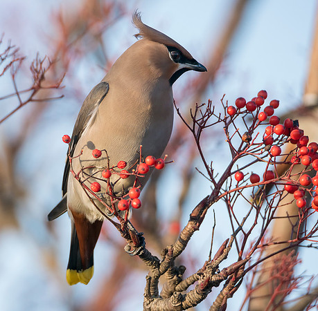 waxwing 1