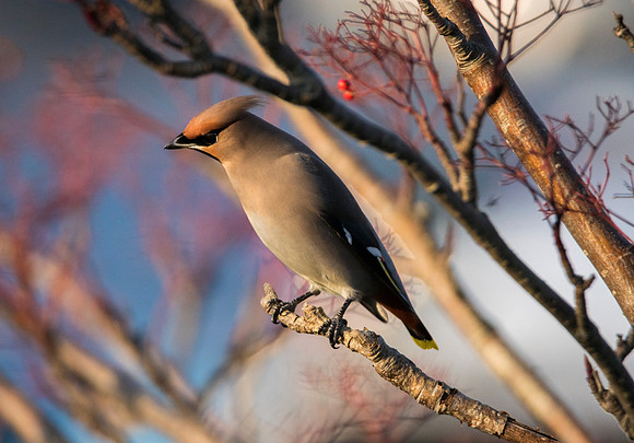 waxwing2