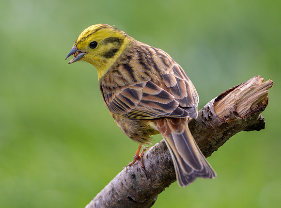 Yellowhammer © Jo Bird