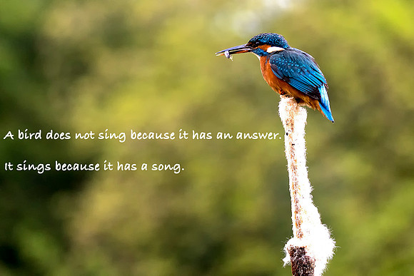 A bird does not sing because it has an answer.  It sings because it has a song © Bob Riach