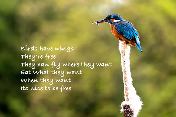 Birds have wings They're free They can fly where they want  Eat What they want When they want Its nice to be free © Bob Riach