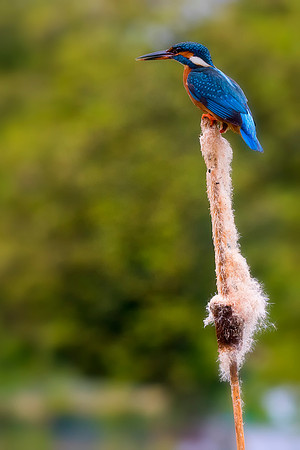 Female Kingfisher on a  Bullrush  3 © Bob Riach