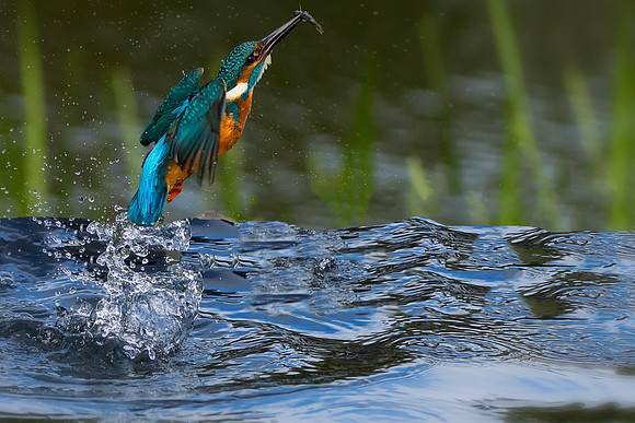 Kingfisher Leaving With A Fish © Bob Riach