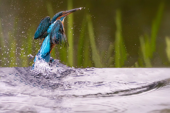 Kingfisher in Water Fishing   © Bob Riach