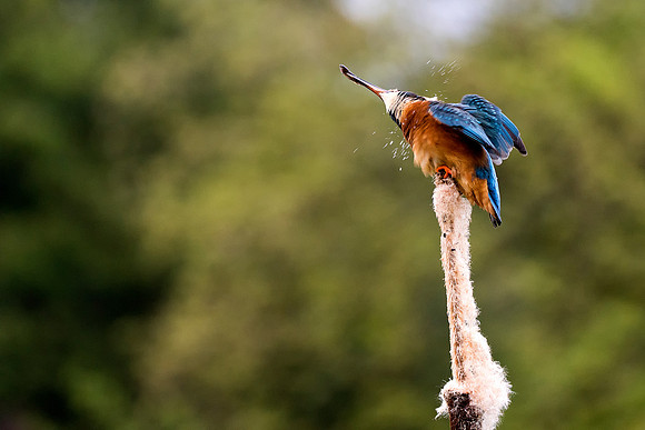 Kingfisher in a Spin © Bob Riach